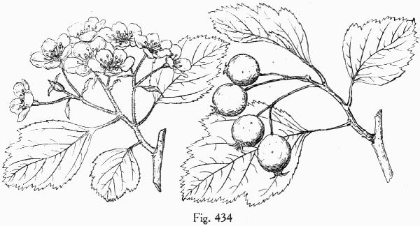 Fig. 434