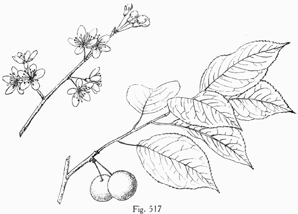 Fig. 517