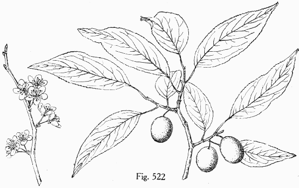 Fig. 522