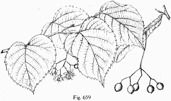 Fig. 659