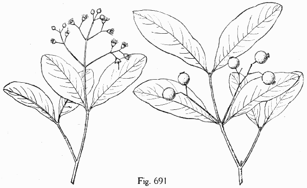 Fig. 691