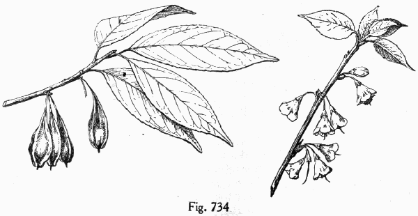 Fig. 734