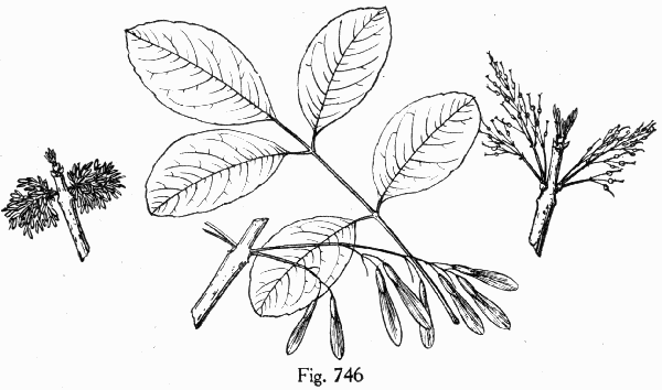 Fig. 746