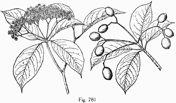 Fig. 781