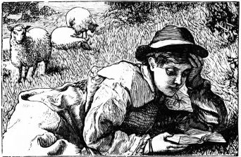 boy lying  on grass reading, sheep behind him