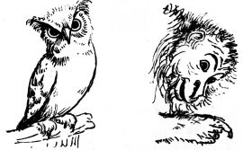 owl and monkey