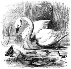 swan