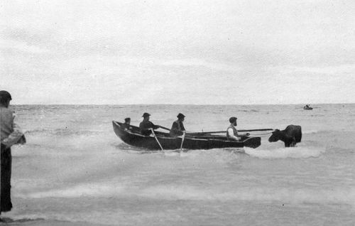 THE LANDING OF THE COW, ARAN ISLANDS