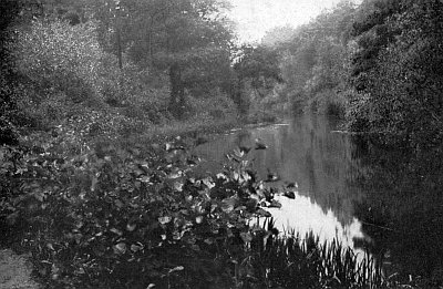 Wide, slow-moving stream with deciduous trees on banks.