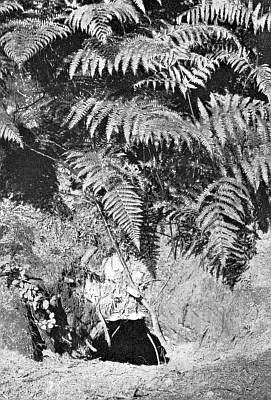 Burrow in dirt bank under tall ferns.