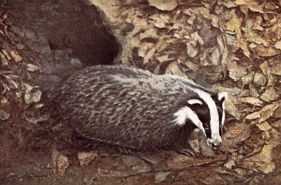 Black face with white vertical stripes and grey body, at burrow entrance with fallen leaves.