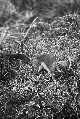 Stout with arched back and long tail in tall grasses.