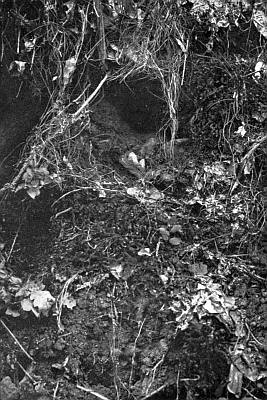 Burrow in bank, surrounded with roots and grasses.