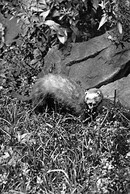 Snarling polecat in grasses next to large rocks.