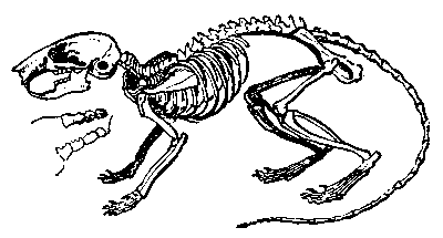 Signature four molars; elongated head and tail; rear limbs longer than front limbs.