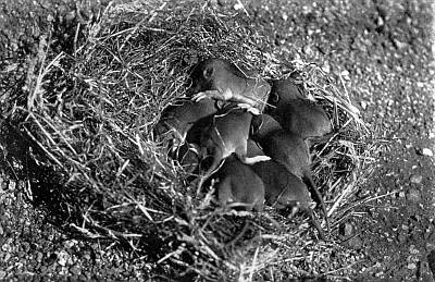 Lopsided circle of grasses on dirt and small pebbles containing furred young.