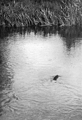 Small vole in rippling water, tall grasses in background.