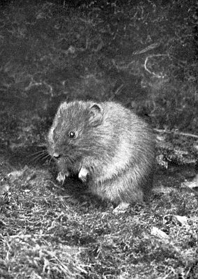 Bright-eyed vole sitting on haunches in short grasses.