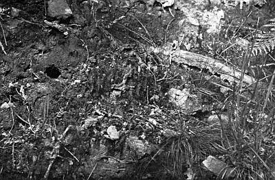 Small hole in dirt bank among roots and scattered grasses.