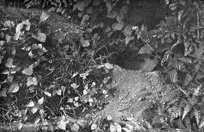 Excavated burrow among ferns, grasses, and small berry leaves.