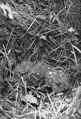 Three furred young with bright open eyes, nestled in variety of grasses.