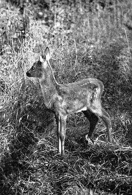 Standing fawn in bed of tall grasses; dark muzzle, lightly spotted back, white underbelly.