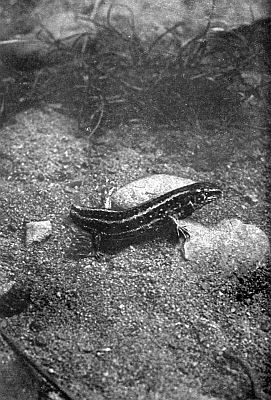 Dark sand lizard, light stripes and spots, tail stub; on rocky sand with grasses.