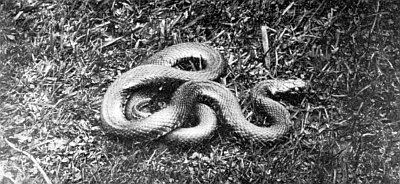 Snake looped around itself in short grasses.