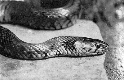 Close-up of head showing small overlapping scales.