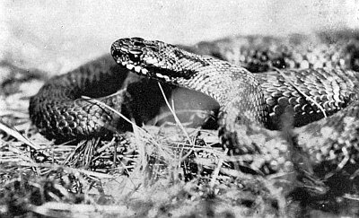 Flattened head with very small scales compared to body.