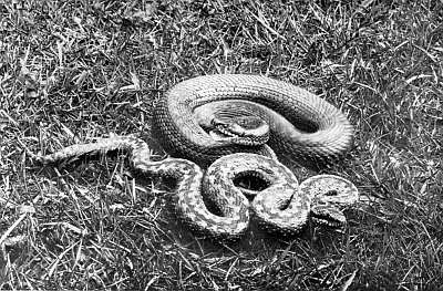 Solid coloured female, subtle markings; male has bold zigzag line down middle of back, spots on sides.