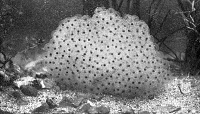 Translucent egg mass expanded several times; dark eggs observable at various depths.