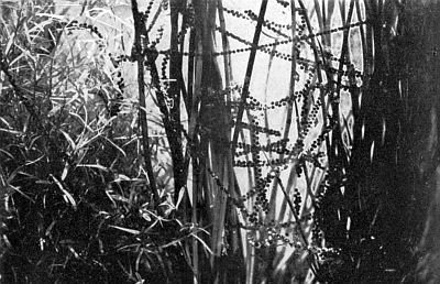 Translucent strands of gelatin embedded with black eggs, winding through stems of water-weeds.