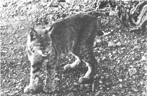 Bobcat.