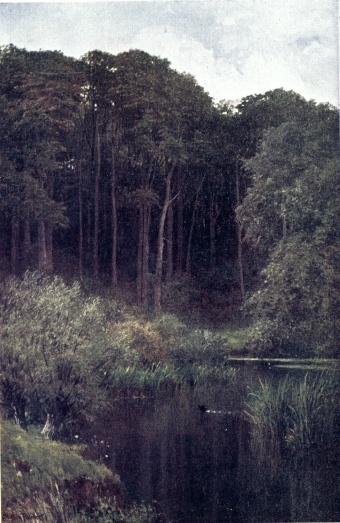 WOODLAND DEPTHS, WOTTON.