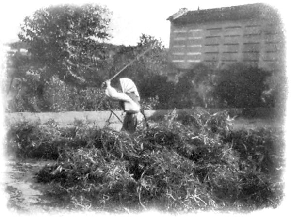 Illustration: A WOMAN THRESHING BEANS