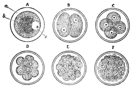 DIAGRAM SHOWING CELL SUBDIVISION  A, a cell; B to F, successive stages in its subdivision; a, cell-sac; b, cell contents; c, nucleus. (From Martin’s “Human Body”)