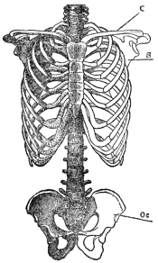 FRONT VIEW OF TRUNK AND LIMB ARCHES  c, collar bone; s, shoulder blade; Oc, innominate bone (From Martin’s “Human Body”)