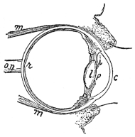 VERTICAL SECTION OF THE RIGHT EYE AND ITS LIDS  c, cornea; l, crystalline lens, its margin shielded by i, iris; p, pupil; r, retina; m, muscles that move the eyeball; o. n., optic nerve. (From “Human Physiology,” Stiles.)