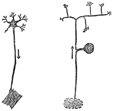 MOTOR NERVE CELL SENSORY NERVE CELL (From Martin’s “Human Body”)