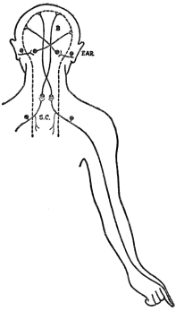 DIAGRAM OF NERVE PATHWAYS  B, brain; S. C., spinal cord