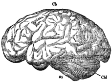 THE BRAIN FROM THE LEFT SIDE  Cb, cerebrum; Cbl, cerebellum; BS, brain stem. (From Martin’s “Human Body”)