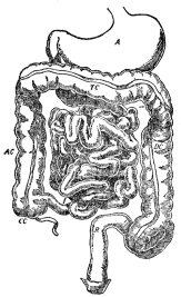 THE ALIMENTARY CANAL  A, stomach; J, I, small intestine; near CC, vermiform appendix; AC, TC, DC, large intestine; R, rectum. (Martin’s “Human Body”)