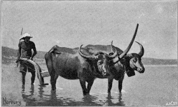 PLOUGHING A RICE-FIELD.