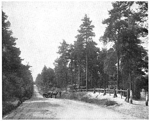 The Pine Plantations near Wellington College