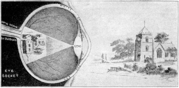 Working of the eye