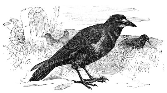 Corvus frugilegus