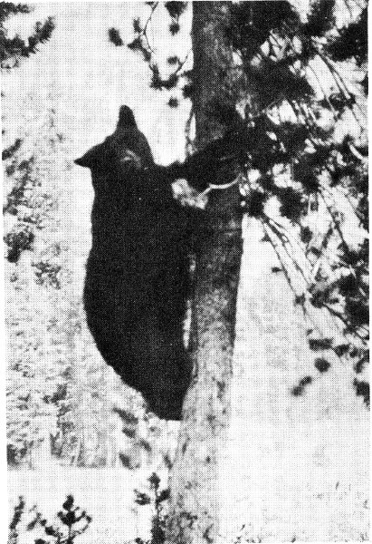 Copyright, Kiser BRUIN CLIMBS A TREE