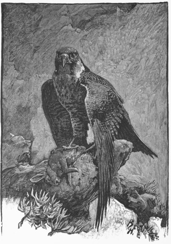 ... And stood there, proud and fierce, one foot still grasping its victim.—P. 92. Front.