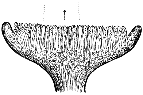 Fig. 3. Schema van (het vruchtlichaam van) een ascuszwam (Peziza).